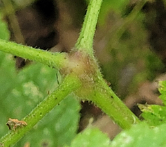 Actaea elata elata