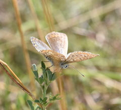 Polyommatus icarus