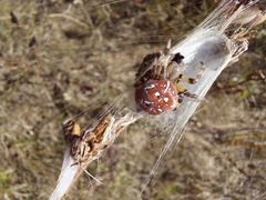 Araneus quadratus