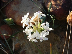 Lapeirousia pyramidalis