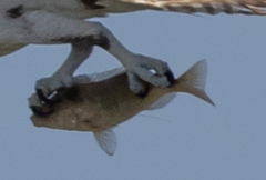 Orthopristis chrysoptera