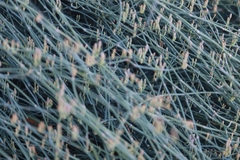 Ephedra foeminea