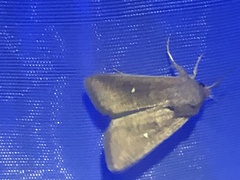 Mythimna albipuncta