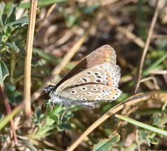 Polyommatus icarus