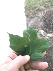 Acer nigrum