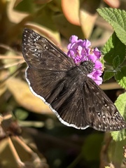 Erynnis