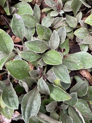 Antennaria plantaginifolia