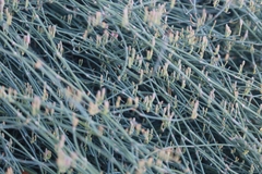 Ephedra foeminea