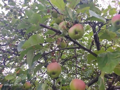 Malus sylvestris