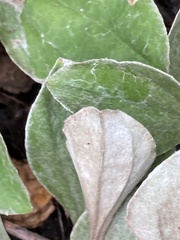 Antennaria plantaginifolia