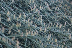 Ephedra foeminea