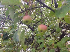 Malus sylvestris