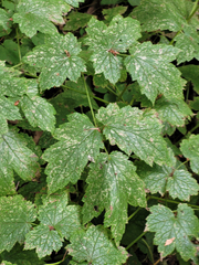 Actaea elata elata