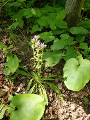 Campanula cervicaria