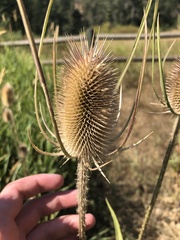 Dipsacus fullonum