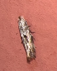 Tineidae