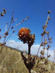 Araneus quadratus