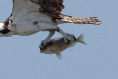 Orthopristis chrysoptera