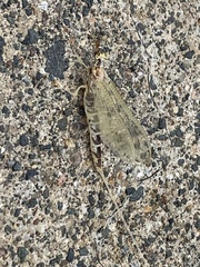 Hexagenia bilineata