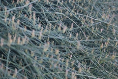 Ephedra foeminea