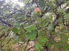 Malus sylvestris