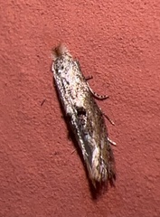 Tineidae