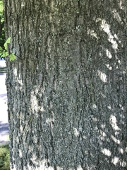 Quercus palustris