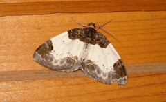 Mesoleuca albicillata