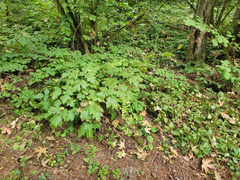 Actaea elata elata