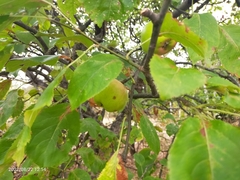 Malus sylvestris