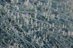 Ephedra foeminea