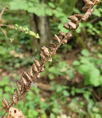 Actaea elata elata
