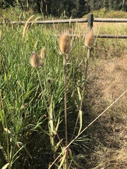 Dipsacus fullonum
