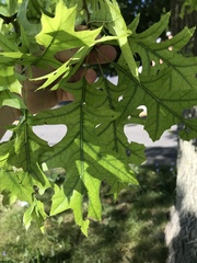Quercus palustris