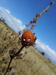 Araneus quadratus