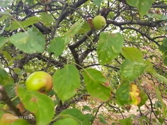 Malus sylvestris