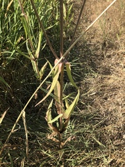 Dipsacus fullonum