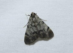 Epipaschia superatalis