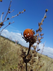 Araneus quadratus