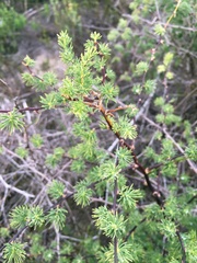 Asparagus rubicundus