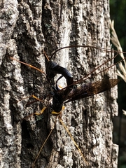 Megarhyssa atrata