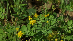 Chelidonium majus