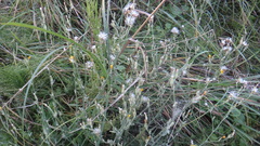 Chondrilla latifolia