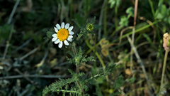 Anthemis arvensis
