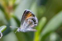 Brephidium exilis