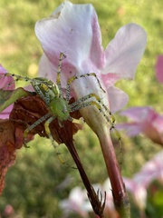 Peucetia viridans