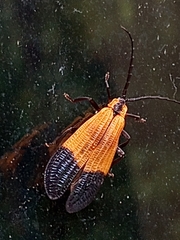 Calopteron terminale