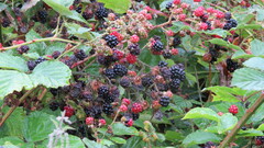 Rubus fruticosus