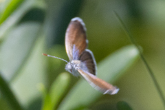 Brephidium exilis