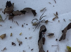 Argiope trifasciata